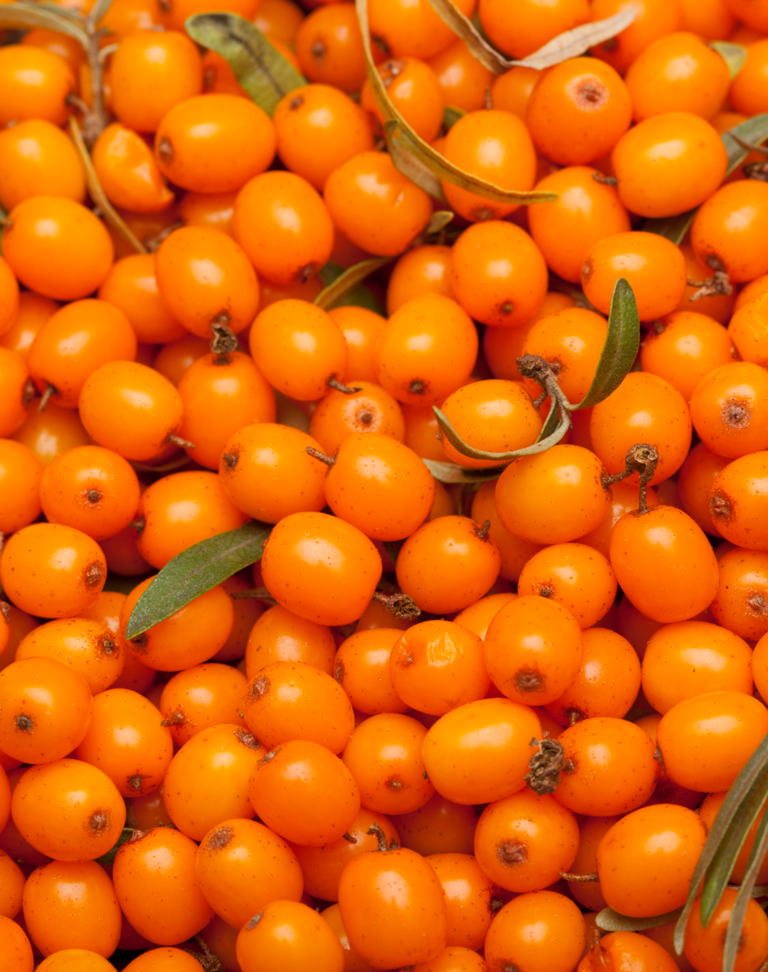 4 Benefits of Ayurveda’s Natural Skin Savior: Sea Buckthorn Berry