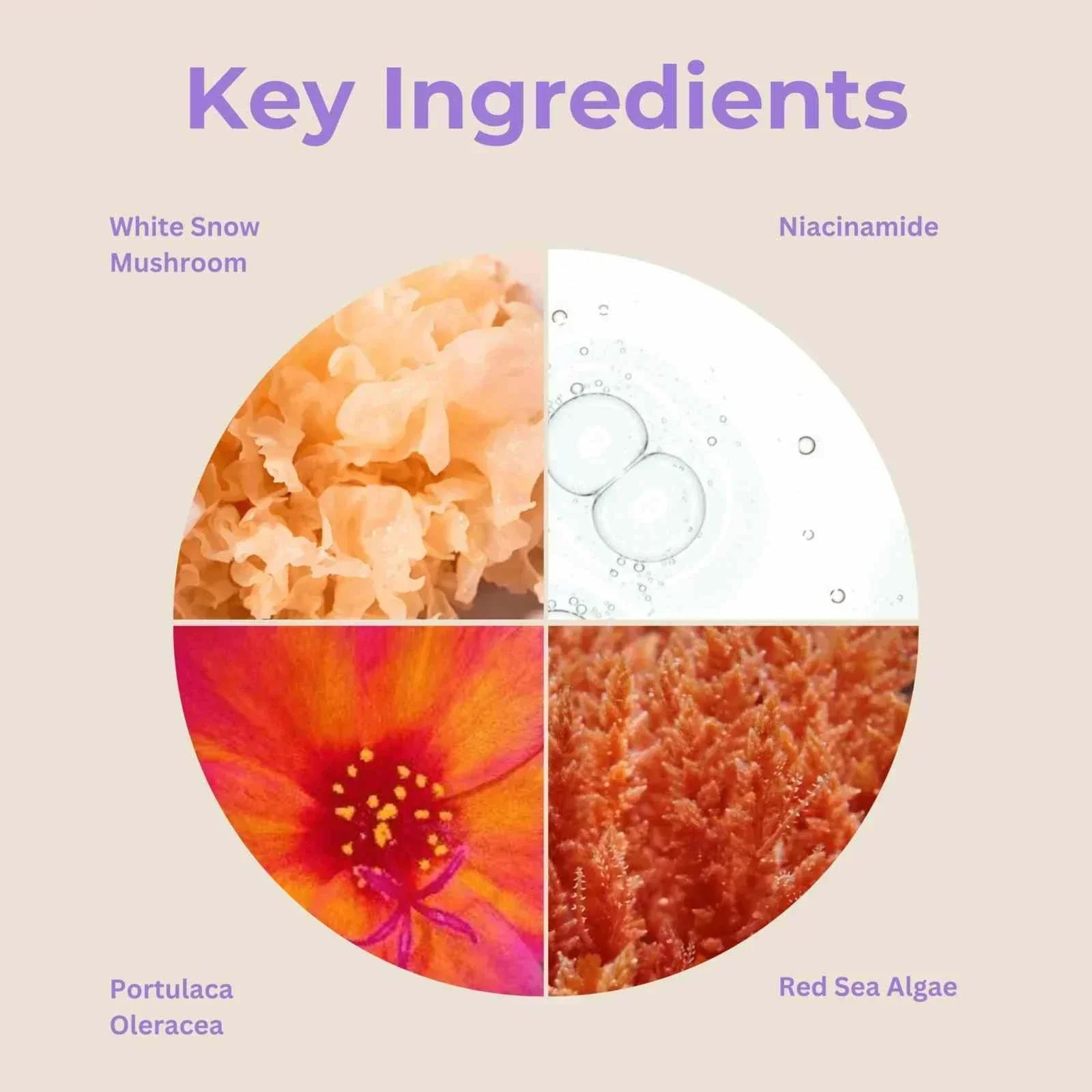 Lightweight serum key ingredients including White Snow Mushroom, Niacinamide, Portulaca Oleracea, and Red Sea Algae